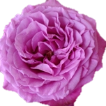 Queen's Crown Roses de Jardin d'Equateur Ethiflora